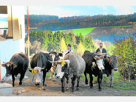 Festlich geschm&uuml;ckte K&uuml;he trieb Biobauer Georg Hartinger zur Er&ouml;ffnung seiner Hofk&auml;serei in Hodersberg in den neuen Freiluftstall. &emsp; Fotos: Weingartner