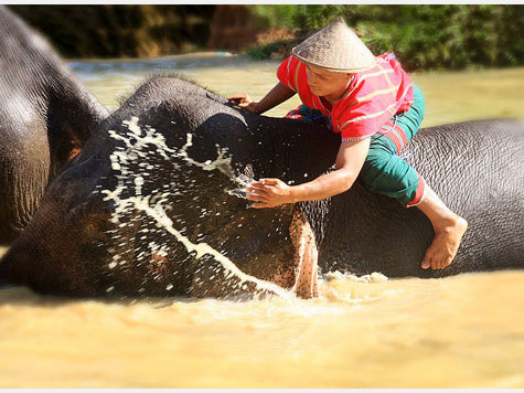 Thailand Elefanten Hotel