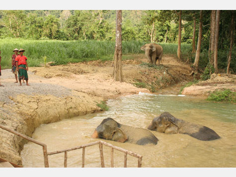 Thailand Elefanten Hotel