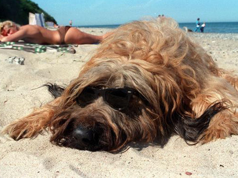 Hund Strand