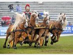 Pferd International auf der Olympia Reitanlage