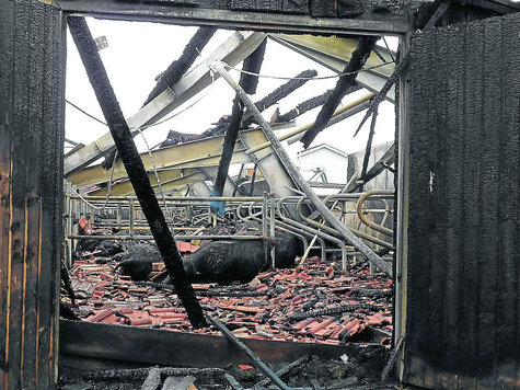 Ein Bild des Grauens: Viele Tiere starben im Feuer, andere mussten später von ihrem Leiden erlöst werden. Foto: gh Ein Bild des Grauens: Viele Tiere starben im Feuer, andere mussten später von ihrem Leiden erlöst werden. Foto: gh