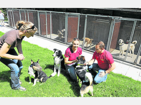 Eine ganze Meute haben (v.l.) Uschi Meyer, Manuela Hefele und Thomas Heydock zu betreuen. Das Hundehaus ist voll besetzt. Foto: Thomas Plettenberg Eine ganze Meute haben (v.l.) Uschi Meyer, Manuela Hefele und Thomas Heydock zu betreuen. Das Hundehaus ist voll besetzt. Foto: Thomas Plettenberg