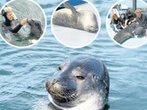 In Warnemünde kann man mit Seehunden schwimmen gehen