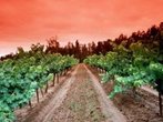 Neue Routen durch Queensland für Weinliebhaber