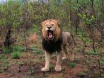 Auge in Auge mit Löwen und Elefanten - Auf Safari in Südafrika