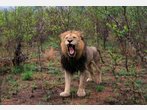 Auge in Auge mit Löwen und Elefanten - Auf Safari in Südafrika