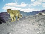 Indien - Himalaya: Die letzten der seltenen Großkatzen leben in den Bergen von Ladakh