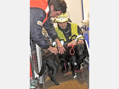 Die M&uuml;nchner Feuerwehr rettete Hunde vor einem Wohnungsbrand in der Au.