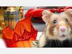 Hamster, Urne oder Schlange: Die verrücktesten Dinge, die Hotelgäste vergessen