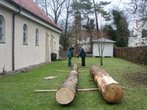 Maibaum-Diebe klauen die Münchner Hungerfichte