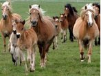 Regensburger Studie: Auch Pferde plagt die Eifersucht