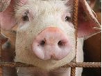 Antibiotika-Belastung: 11 900 Schweine als Lebensmittel gesperrt