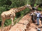 Kenia Nairobi: Safari mit Kindern - Abenteuer in Afrika 