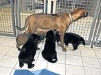 Moosacher Welpen-Krimi ist aufgeklärt