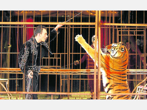 Schluss mit dem Zirkus: Die Stadt Geretsried m&ouml;chte Auftritte wie die von Dompteur Christian Walliser und seinen Tigern nicht mehr zulassen. Foto: Archiv