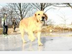 Mit vier Pfoten klar im Vorteil auf dem Eis