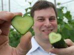 Zum Valentinstag: Bauer züchtet Herzgurken