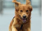 Golden Retriever mit Pfefferspray attackiert