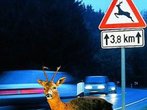 Salz lockt das Wild an die Straßen - Unfälle häufen sich