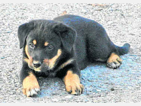 „Sunny“, hier als Welpe. sro „Sunny“, hier als Welpe. sro