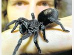 "Spinnenmann" erscheint nicht vor Gericht