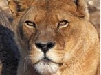 Tierpark Hellabrunn: Löwin Inka ist tot