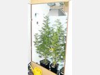 Rauschgiftfahnder heben Marihuana-Plantage aus