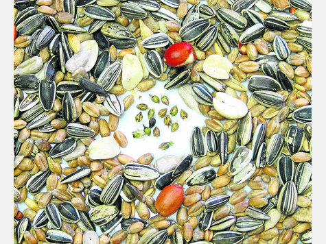 Samen der Ambrosie (Mitte) findet sich mitunter auch in Vogelfutter, das fördert die Verbreitung der unerwünschten Pflanze. Foto: fkn Samen der Ambrosie (Mitte) findet sich mitunter auch in Vogelfutter, das fördert die Verbreitung der unerwünschten Pflanze. Foto: fkn