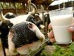Ernährung bei Laktoseintoleranz