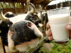 Ernährung bei Laktoseintoleranz