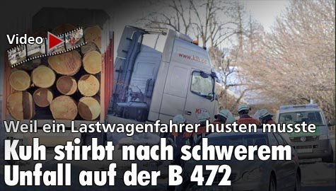 Waakirchen: Kuh stirbt nach Autounfall