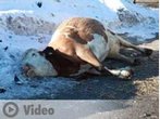 Waakirchen: Kuh stirbt nach Autounfall