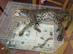 Koch schlachtet seltene Bengalkatze