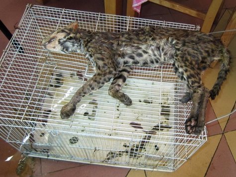 Bengalkatze Bengalkatze
