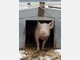Wurst-Shop Tierebilder