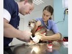 Tier-Sprechstunde: Wenn Tiere krank werden