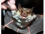 Stars des Jahres: Diese Tiere stehen 2012 im Fokus