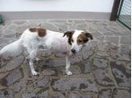 Nach Messerattacke nur noch auf drei Pfoten unterwegs
