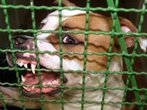 Gericht: Reise-Veranstalter muss auf Risiken wie aggressive Hunde hinweisen