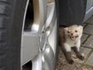 Mader k&ouml;nnen am Auto einen gro&szlig;en Schaden anrichten.