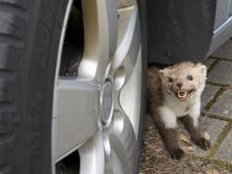 Marderbiss im Auto: Im Frühling machen Steinmarder Jagd auf Schläuche und Kabel
