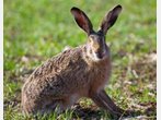 Jäger schlagen Alarm: Feldhasen immer seltener