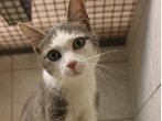 Katze Queensy: Ihre irre Reise im Möbelwagen!