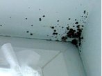 Symptome einer Schimmelpilzallergie ähneln denen eines Heuschnupfens