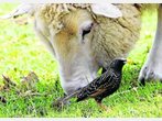 Ärger um Schaffelle