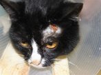 Katze Like überlebte Höllenqualen