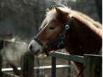 Pony scheut - Kind (9) fällt vom Pferd und verletzt sich schwer