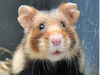 Kurios Übernachten: Käfig statt Zimmer - schlafen im Hamsterhotel