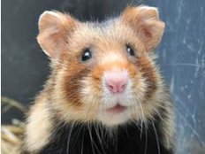 Kurios Übernachten: Käfig statt Zimmer - schlafen im Hamsterhotel